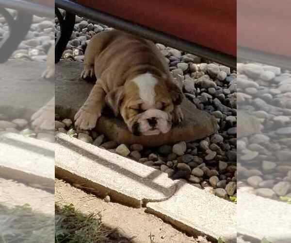 Medium Photo #9 English Bulldog Puppy For Sale in COTTLEVILLE, MO, USA