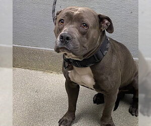 Mutt Dogs for adoption in Las Vegas, NV, USA
