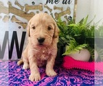 Small Photo #5 Goldendoodle-Poodle (Toy) Mix Puppy For Sale in HERRIMAN, UT, USA
