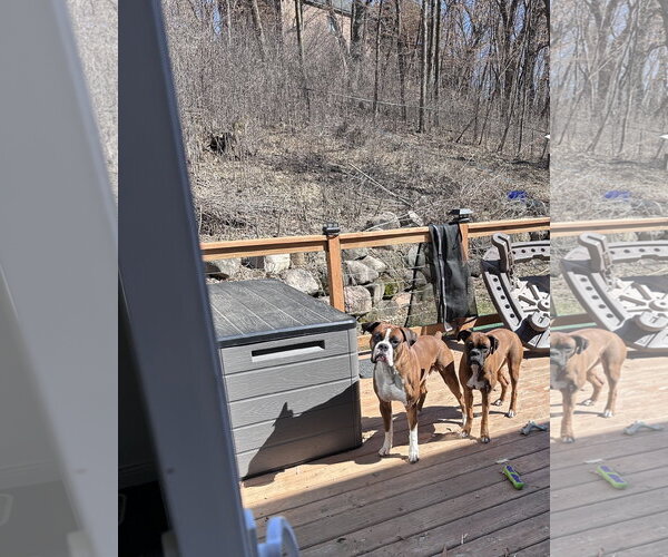 Medium Photo #7 Boxer Puppy For Sale in Woodbury, MN, USA