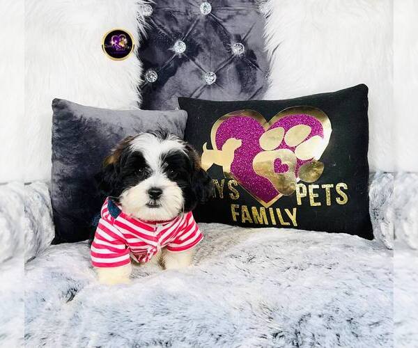 Medium Photo #4 ShihPoo Puppy For Sale in GRIFFITH, IN, USA