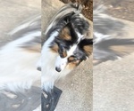 Small #5 Miniature Australian Shepherd