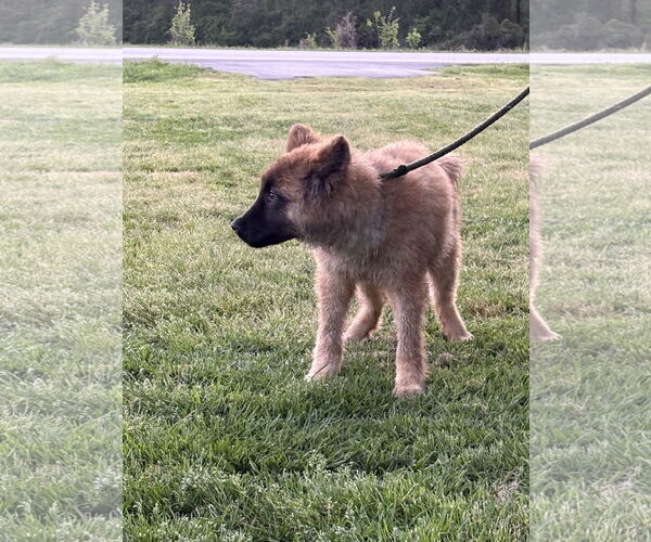 Medium Photo #3 Chow Chow-German Shepherd Dog Mix Puppy For Sale in Holly Hill, SC, USA