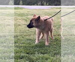 Small #2 Chow Chow-German Shepherd Dog Mix