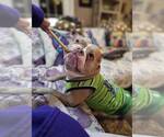 Small #2 American Pit Bull Terrier Mix
