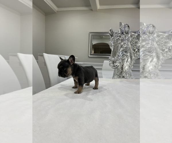 Medium Photo #6 French Bulldog Puppy For Sale in FAIRBURN, GA, USA