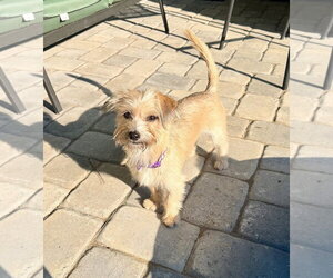 Penny - Female Mutt Dog for Adoption - Photo #8