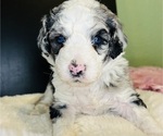 Small #6 Sheepadoodle