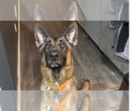 Small Photo #1 German Shepherd Dog-Unknown Mix Puppy For Sale in Imlay City, MI, USA