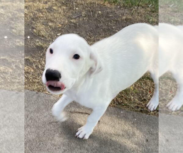 Medium Photo #9 Beagle-Unknown Mix Puppy For Sale in MIDWAY, UT, USA
