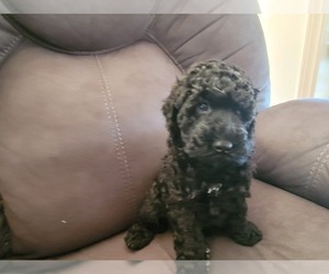 Poodle (Miniature) Puppy for sale in OKC, OK, USA