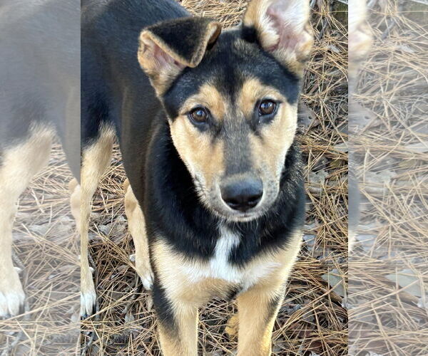 Medium Photo #7 Mutt Puppy For Sale in Rockaway, NJ, USA