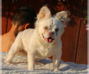 Mother of the French Bulldog puppies born on 10/31/2024
