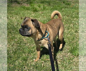 Pug Dogs for adoption in Taunton, MA, USA