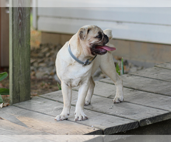 Medium Photo #4 Pug Puppy For Sale in LIBERTY, KY, USA