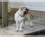 Small #3 Pug