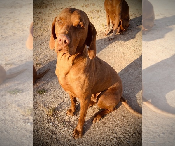 Medium Photo #1 Vizsla Puppy For Sale in AGUA DULCE, CA, USA