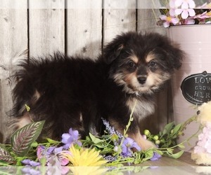 Pomeranian Puppy for sale in MOUNT VERNON, OH, USA