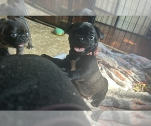 Medium Frenchie Pug
