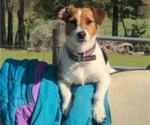 Small Photo #1 Jack Russell Terrier Puppy For Sale in JASPER, FL, USA