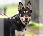 Small German Shepherd Dog Mix