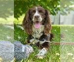 Small #6 Cocker Spaniel Mix