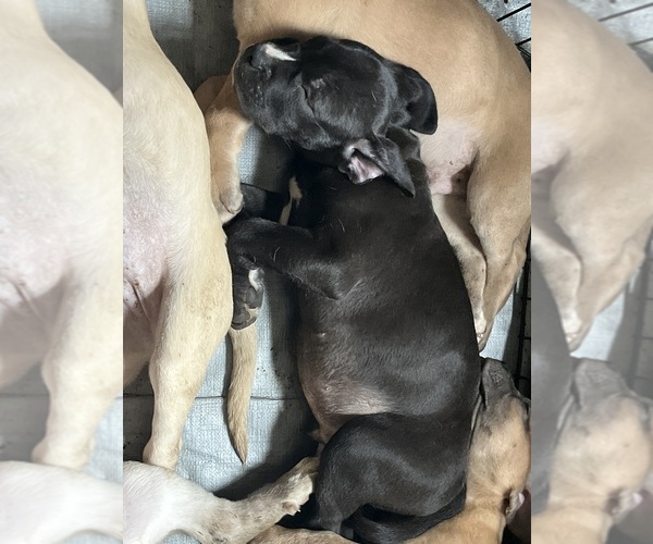 Medium Photo #2 Cane Corso-French Bulldog Mix Puppy For Sale in BIRDSBORO, PA, USA
