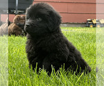 Small #4 Newfoundland