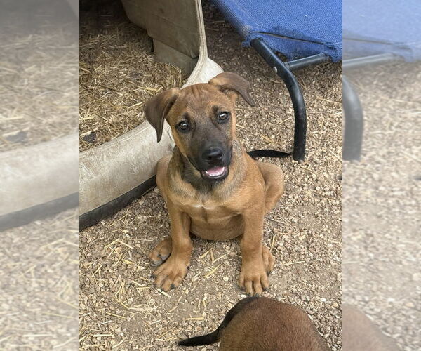 Medium Photo #1 German Shepherd Dog-Unknown Mix Puppy For Sale in Bolivar, MO, USA