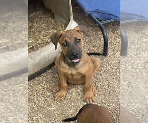 German Shepherd Dog-Unknown Mix Dogs for adoption in Bolivar, MO, USA
