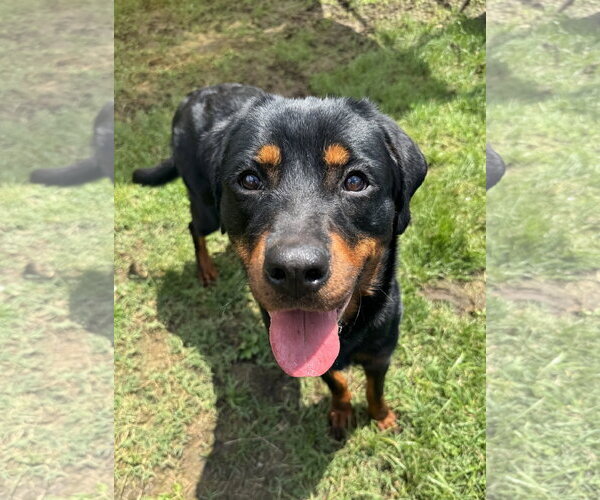 Medium Photo #2 Rottweiler Puppy For Sale in Sykesville, MD, USA