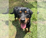 Small #1 Rottweiler