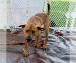 Small Photo #11 Mutt Puppy For Sale in Canton, CT, USA