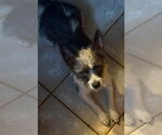 Small #2 Mutt