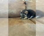Small #3 German Shepherd Dog