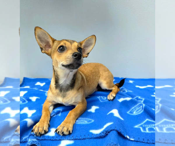 Medium Photo #1 Chihuahua Puppy For Sale in Andover, MN, USA
