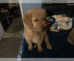 Small Photo #31 Golden Retriever Puppy For Sale in ALIQUIPPA, PA, USA