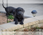Small Photo #8 Labrador Retriever Puppy For Sale in DENTON, TX, USA