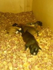 American Staffordshire Terrier-Nova Scotia Duck Tolling Retriever Mix Puppy for sale in NEWPORT NEWS, VA, USA