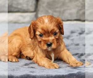 Cavalier King Charles Spaniel Puppy for sale in SUNBURY, PA, USA