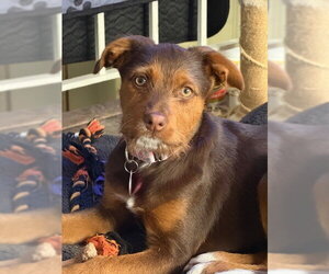 Jack Russell Terrier-Unknown Mix Dogs for adoption in St. Louis Park, MN, USA