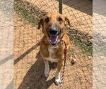 Small #1 Labrador Retriever Mix