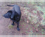 Small Photo #3 Labrador Retriever Puppy For Sale in GRANTS PASS, OR, USA