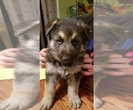 Small Photo #2 German Shepherd Dog Puppy For Sale in PHOENIX, AZ, USA