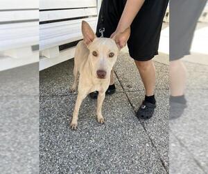 Mutt Dogs for adoption in Long Beach, CA, USA