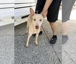 *GRIMACE - Male Mutt Dog for Adoption - Small photo