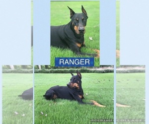 Father of the Doberman Pinscher puppies born on 04/25/2025