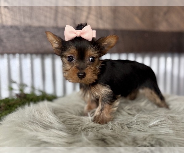 Medium Photo #7 Yorkshire Terrier Puppy For Sale in NAPPANEE, IN, USA