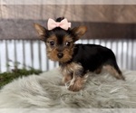 Small #6 Yorkshire Terrier