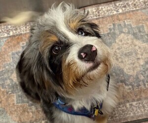 Bernedoodle (Miniature) Puppy for sale in DOTHAN, AL, USA